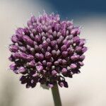 Allium atroviolaceum Flower