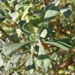 Alyssum corsicum Folha