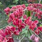 Combretum fruticosum Flower