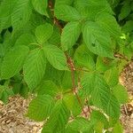 Rubus canadensisFolha