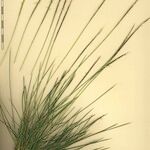 Nardus stricta Други