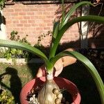 Albuca bracteata List