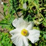 Argemone polyanthemos Blomma