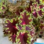 Coleus decurrens Feuille