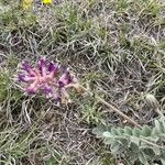 Astragalus mollissimus Цветок