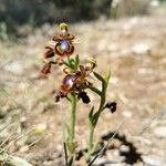 Ophrys speculumCvet