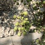 Ficus hispida Fruitua