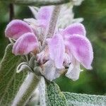 Phlomis italica Λουλούδι