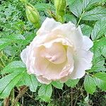 Rosa carolina Flor