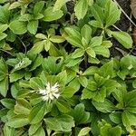 Pachysandra terminalis Habit