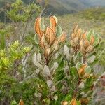 Argophyllum grunowii Leaf