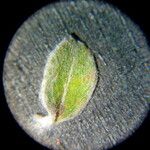 Plecostachys serpyllifolia Leaf
