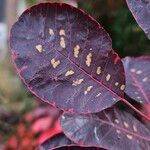 Cotinus coggygria Leaf