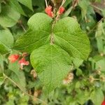 Phaseolus coccineus Leaf