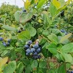 Vaccinium corymbosum Плод