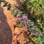 Lespedeza violacea फूल