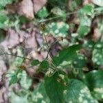 Stellaria nemorum Floare