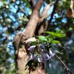 Rhaphithamnus spinosus Hoja