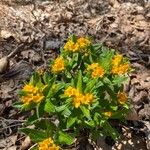 Lithospermum canescens Flower