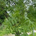 Fraxinus angustifoliaLeaf