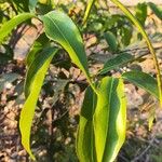 Stigmaphyllon ellipticum Hoja
