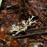 Voyria corymbosa Flor