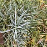 Dianthus anatolicus Hoja