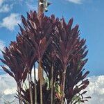 Cordyline fruticosa Hostoa