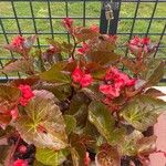 Begonia cucullataFolha