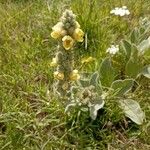 Verbascum densiflorumBlomst