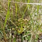 Petasites paradoxus Frugt