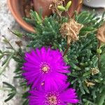 Delosperma cooperiFlower