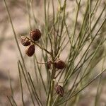 Retama monosperma Fruit
