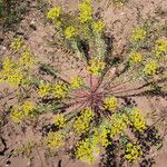 Euphorbia seguieriana Hábito