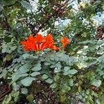 Tecomaria capensis Sonstige