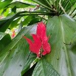 Ruellia chartacea Flor