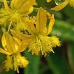 Bulbine frutescens Kvet