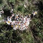 Galatella sedifolia Flower