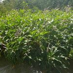 Persicaria senegalensis Hábito