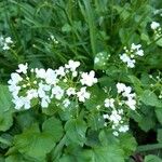 Cardamine asarifolia Fula