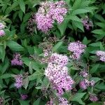 Spiraea japonicaΛουλούδι