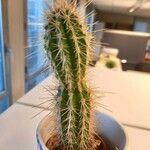 Echinocereus engelmannii Ліст