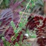 Erica ciliaris Folio