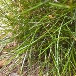 Festuca gautieri Leaf