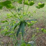 Euphorbia biumbellata Cortiza