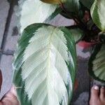 Calathea picturataبرگ