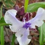 Tradescantia virginianaЦветок