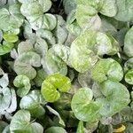 Dichondra repens Hoja
