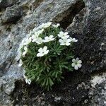 Androsace pyrenaica Blüte