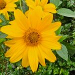 Heliopsis helianthoidesFlower